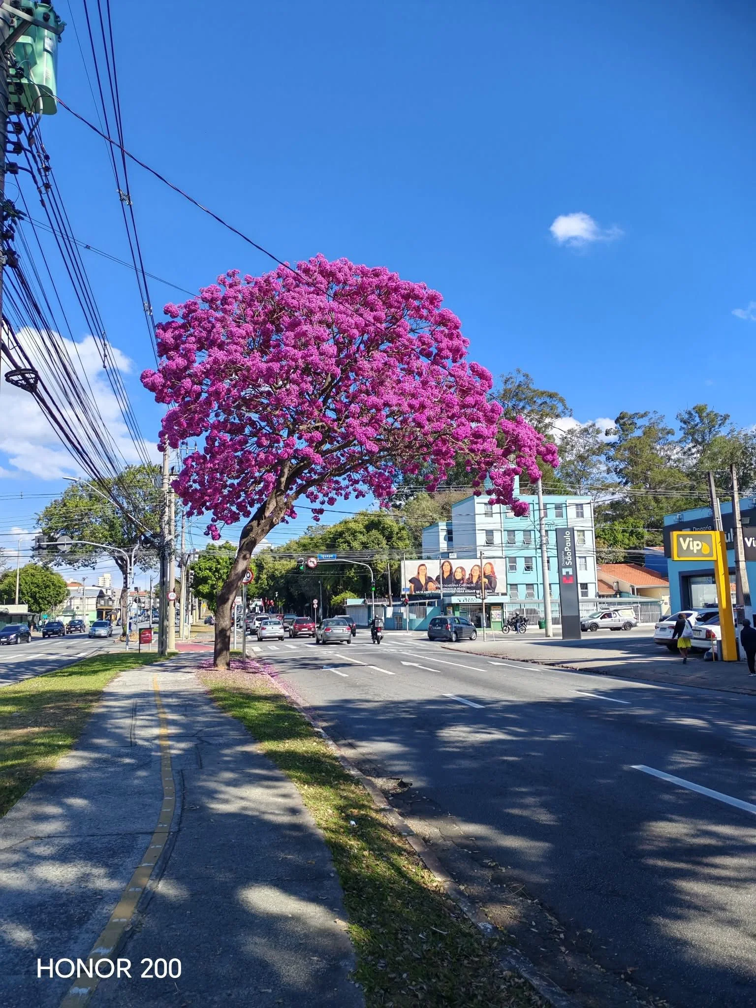 Bosque dos Eucaliptos - SJC
